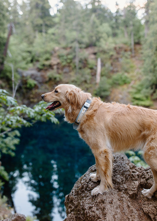 Fi Compatible Collar