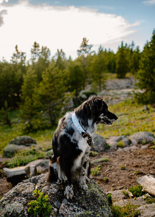 Daisies Velvet Collar