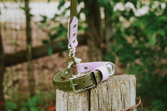 Quest Collar and Leash Bundle