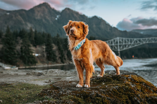 Summit Velvet Collar