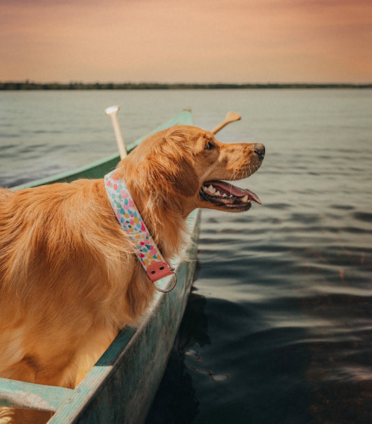 Summer Spotted Velvet Collar