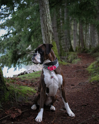 Rainbow Roar Velvet Collar