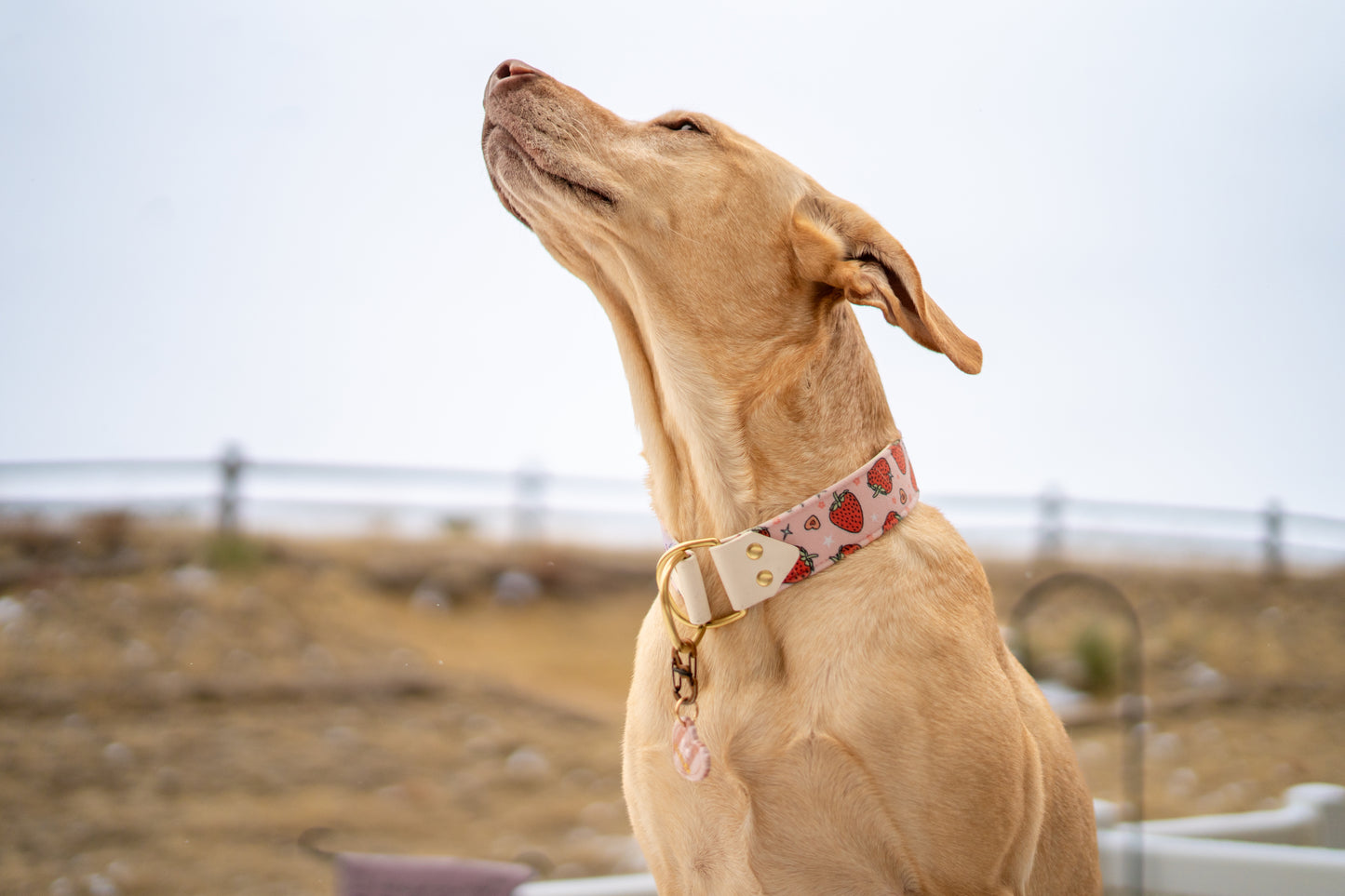 Berry Sweet Velvet Collar