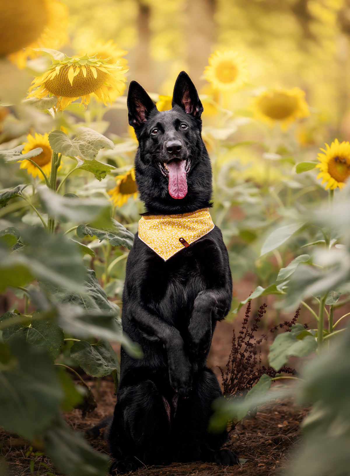 Daffodil Bandana