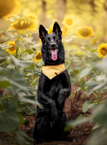 Daffodil Bandana