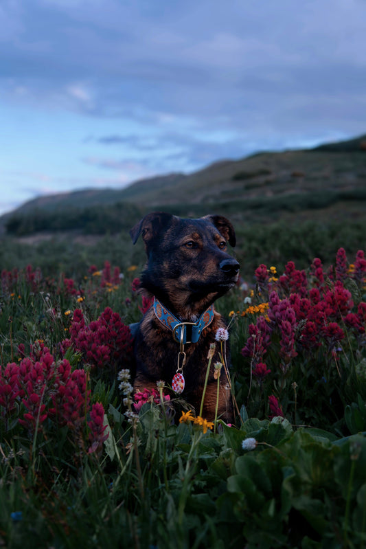 Nazara Collars