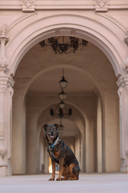 Prisma Velvet Collar