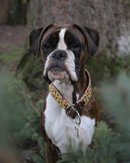 Sunflower Velvet Collar