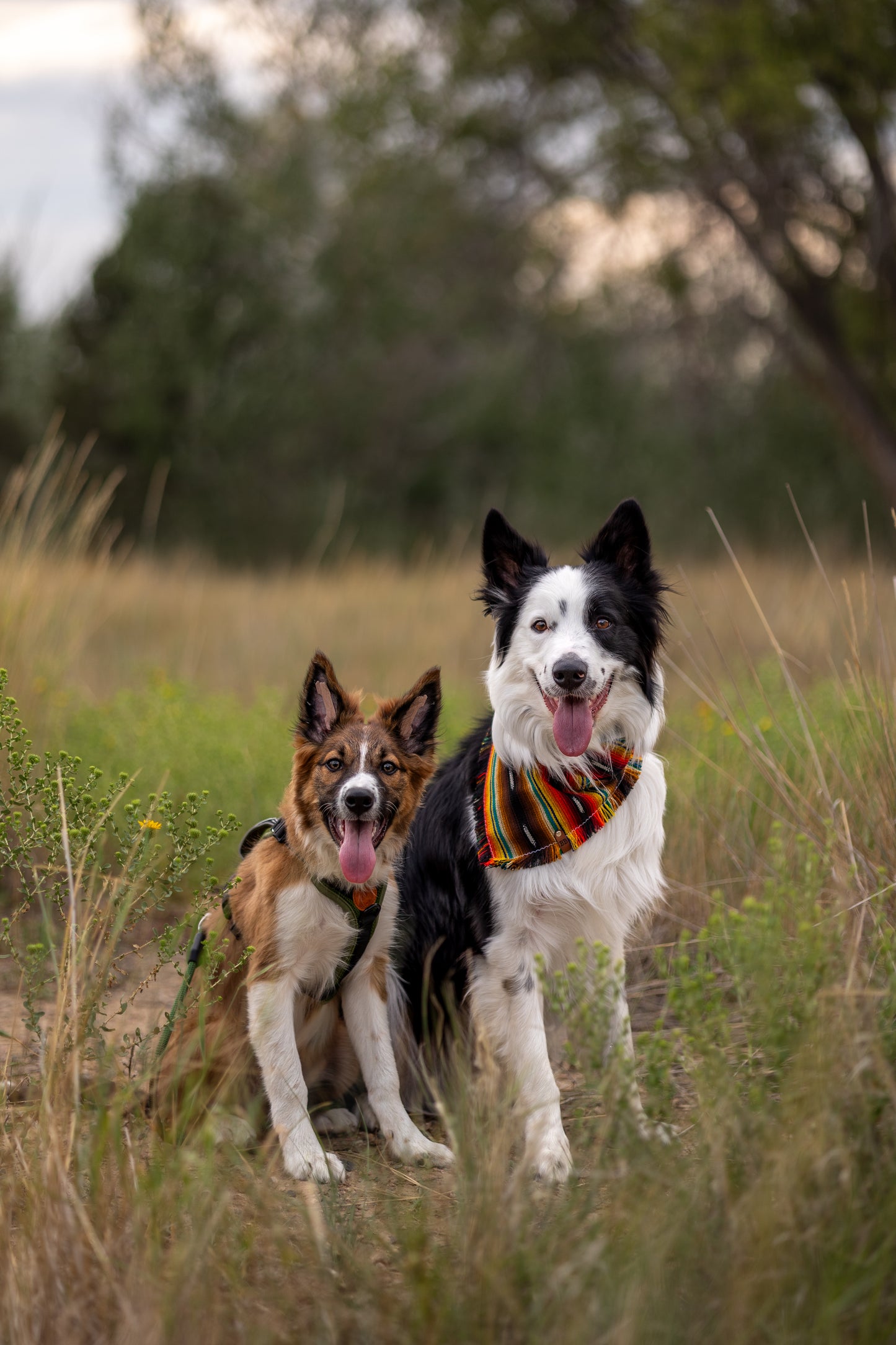 Wildfire Bandana