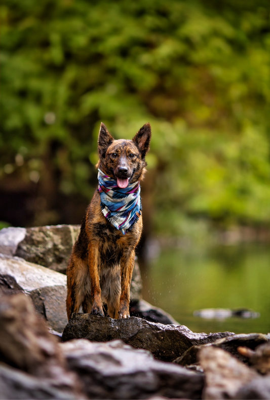 Cascade Bandana