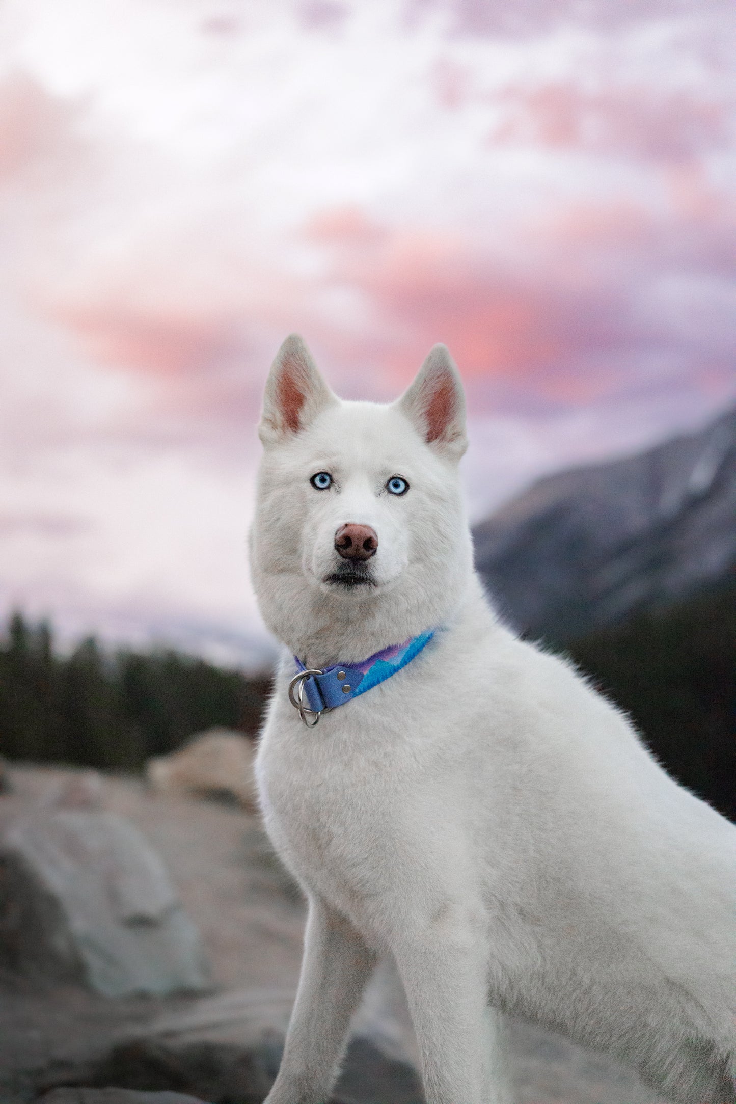 Rocky Mountain Velvet Collar
