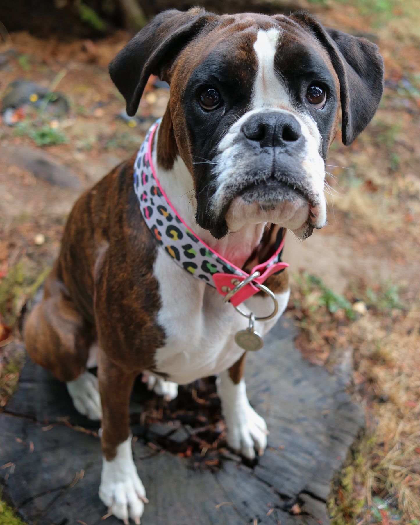 Rainbow Roar Velvet Collar