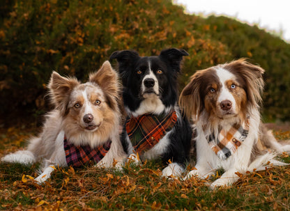 Harvest Bandana
