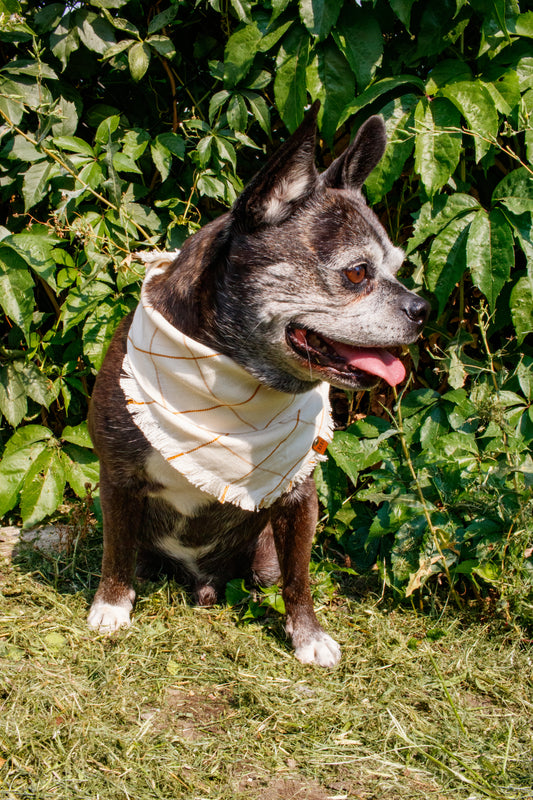 Prost Bandana