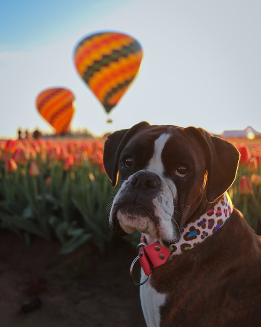 Rainbow Roar Velvet Collar