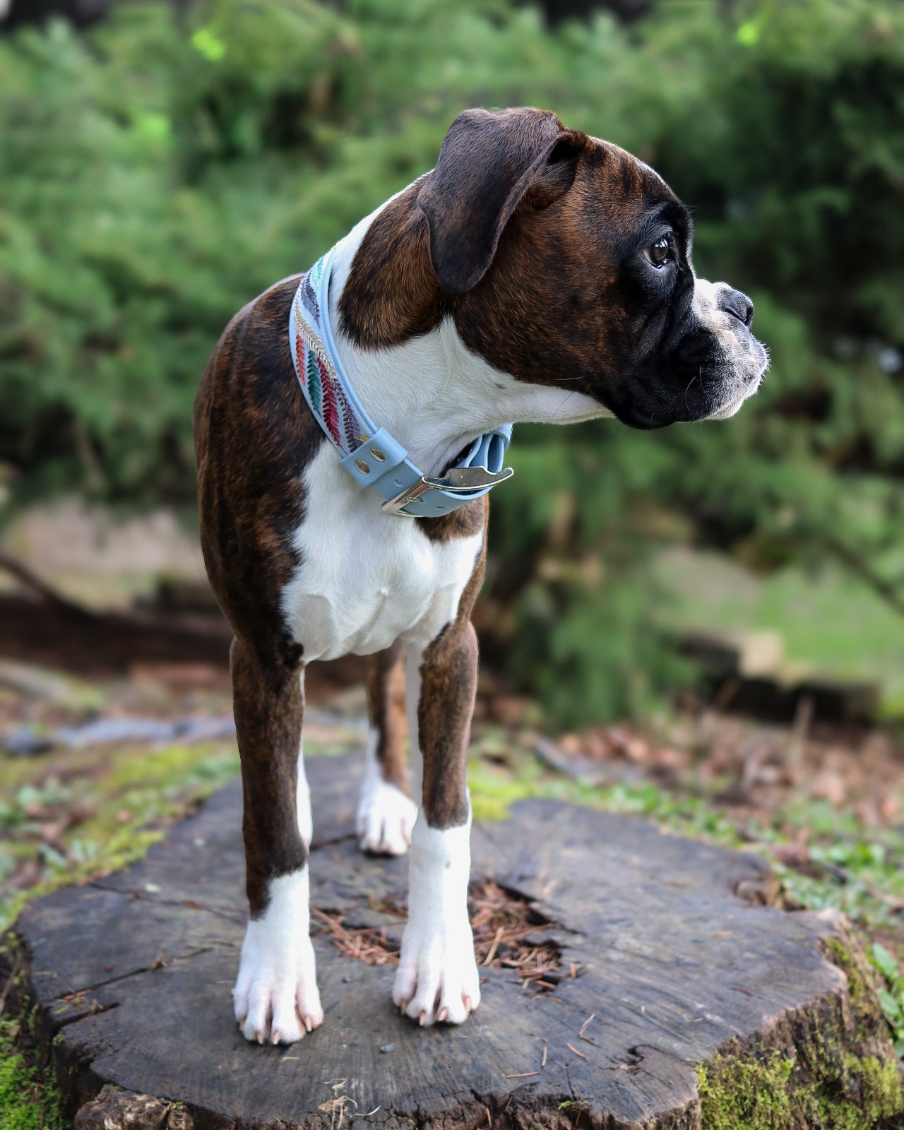 Feather Dust Collar