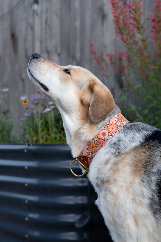 Boho Blooms Velvet Collar