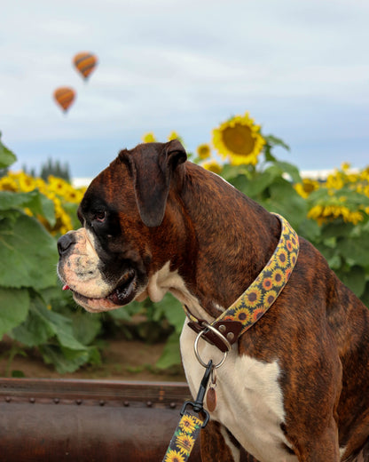 Sunflower Velvet Collar