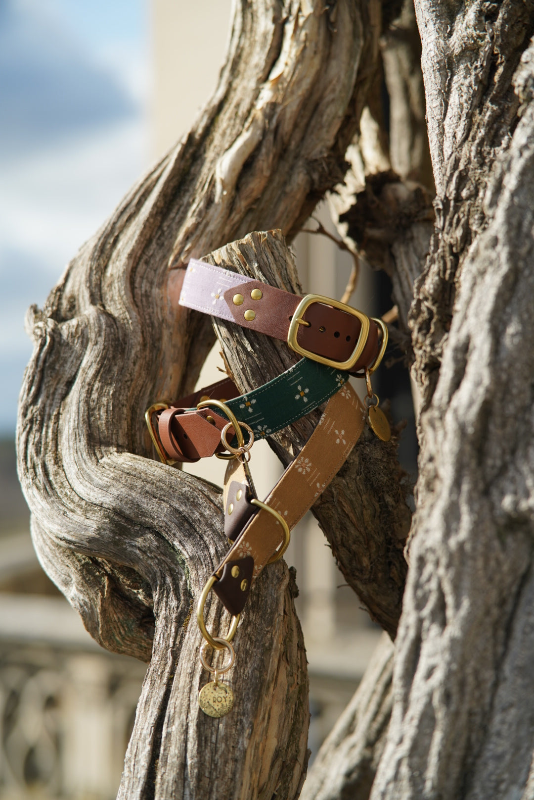Forest Forage Daisies Collars
