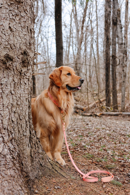 Collar and Leash Bundle
