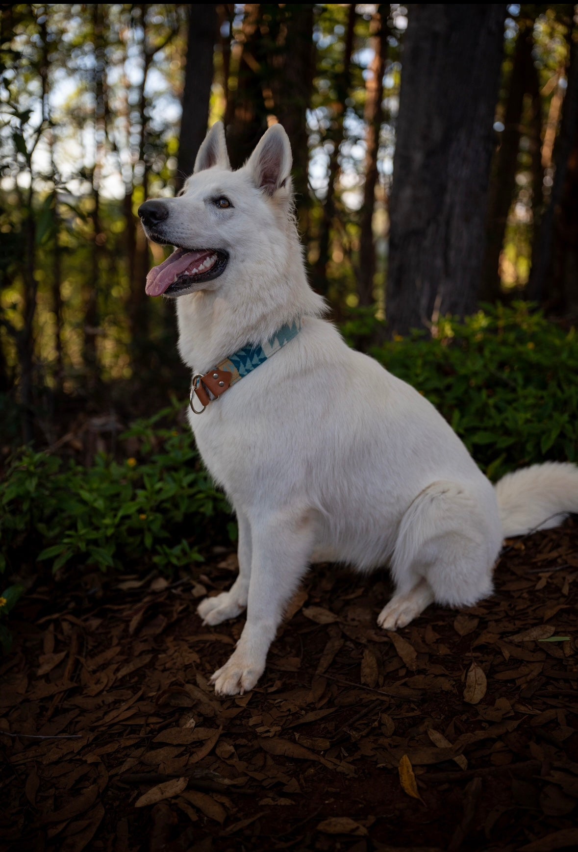 Rancho Aqua Pendleton Collar