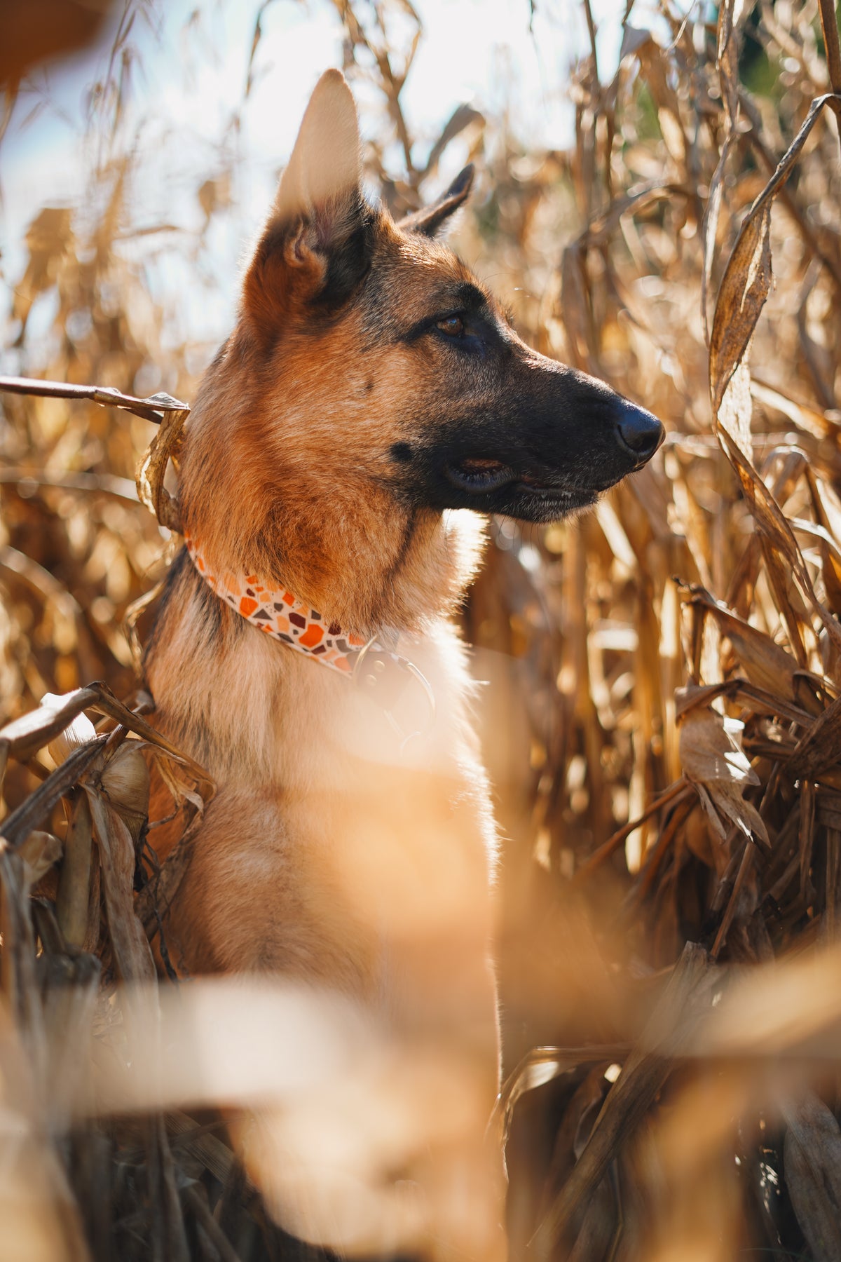 Terrazzo Velvet Collar