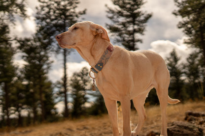 Canyonlands Pendleton Collar