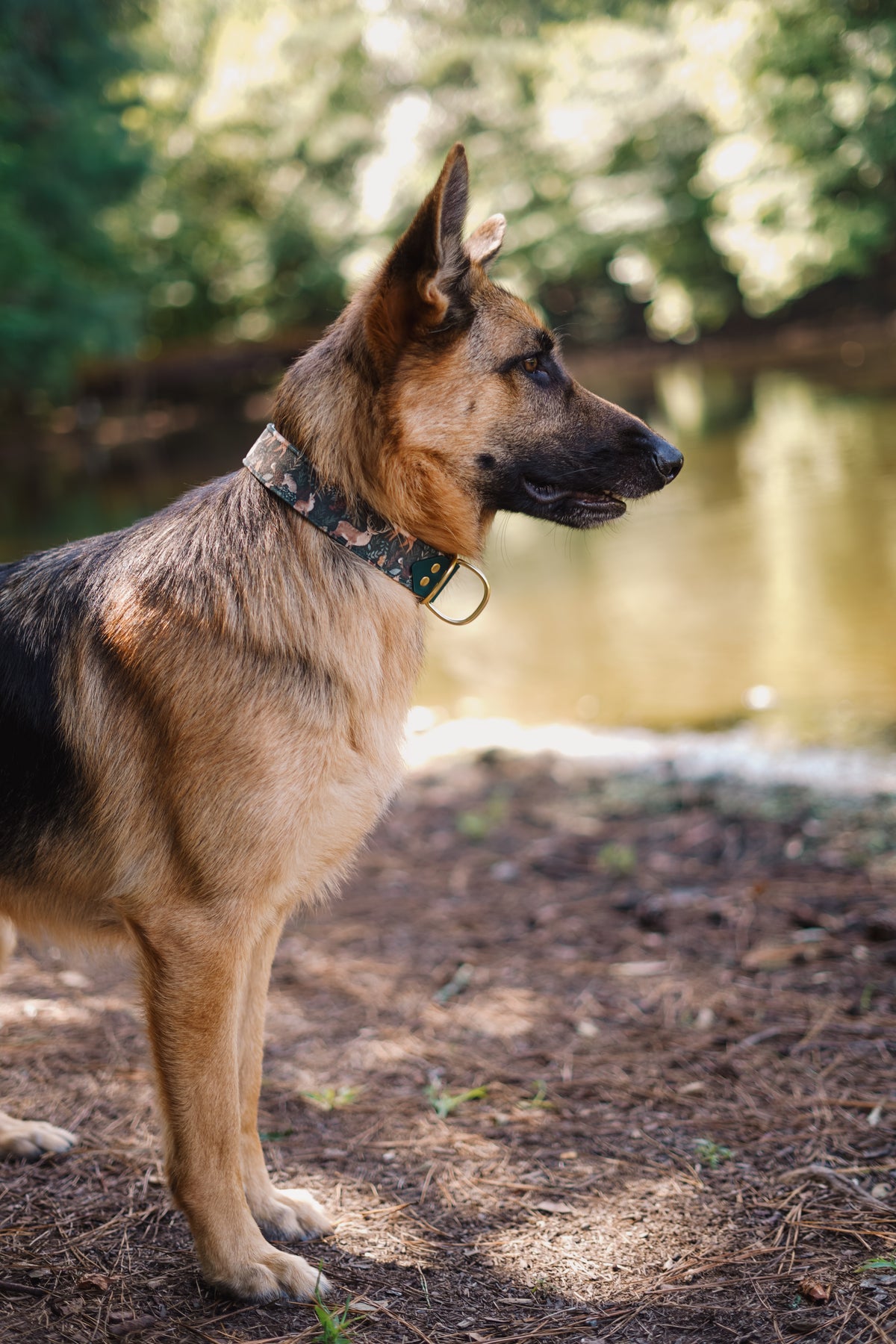 Woodland Velvet Collar
