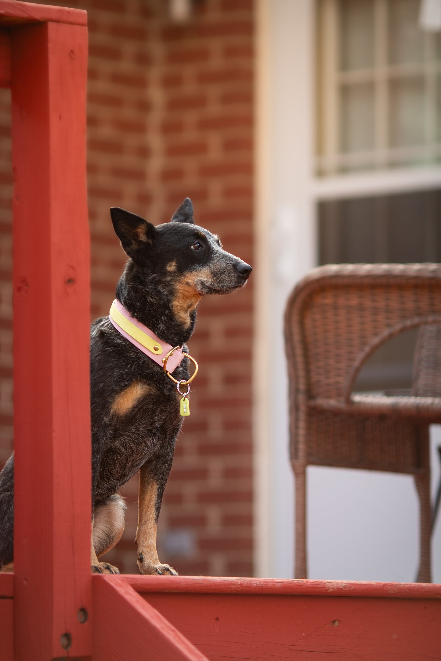Double Layer Adventure Collar