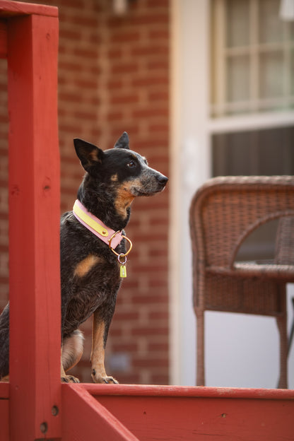 Double Layer Adventure Collar