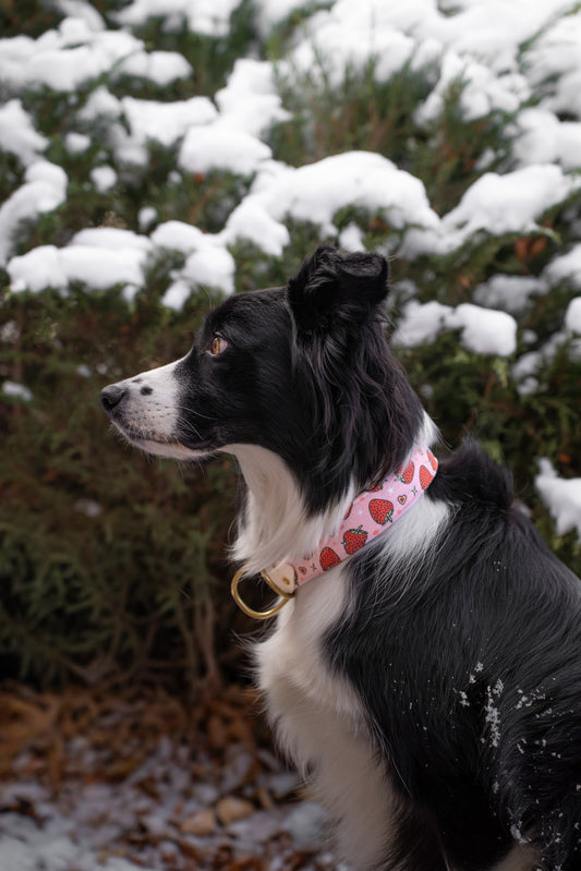 Berry Sweet Velvet Collar