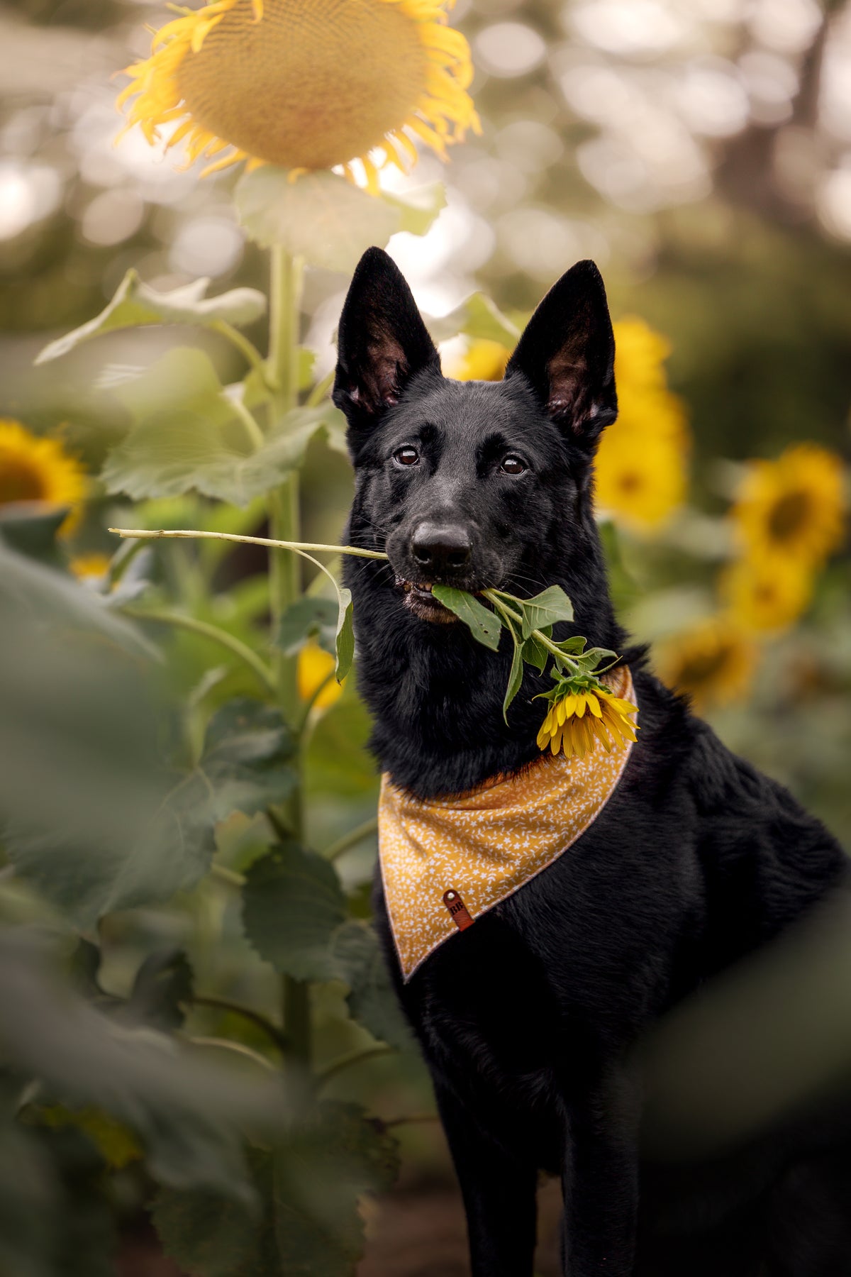 Daffodil Bandana