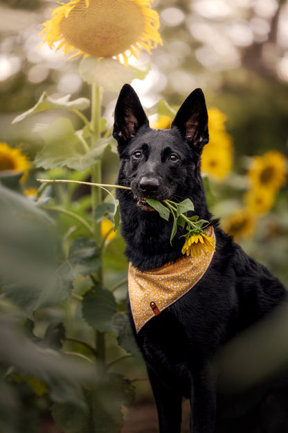 Daffodil Bandana