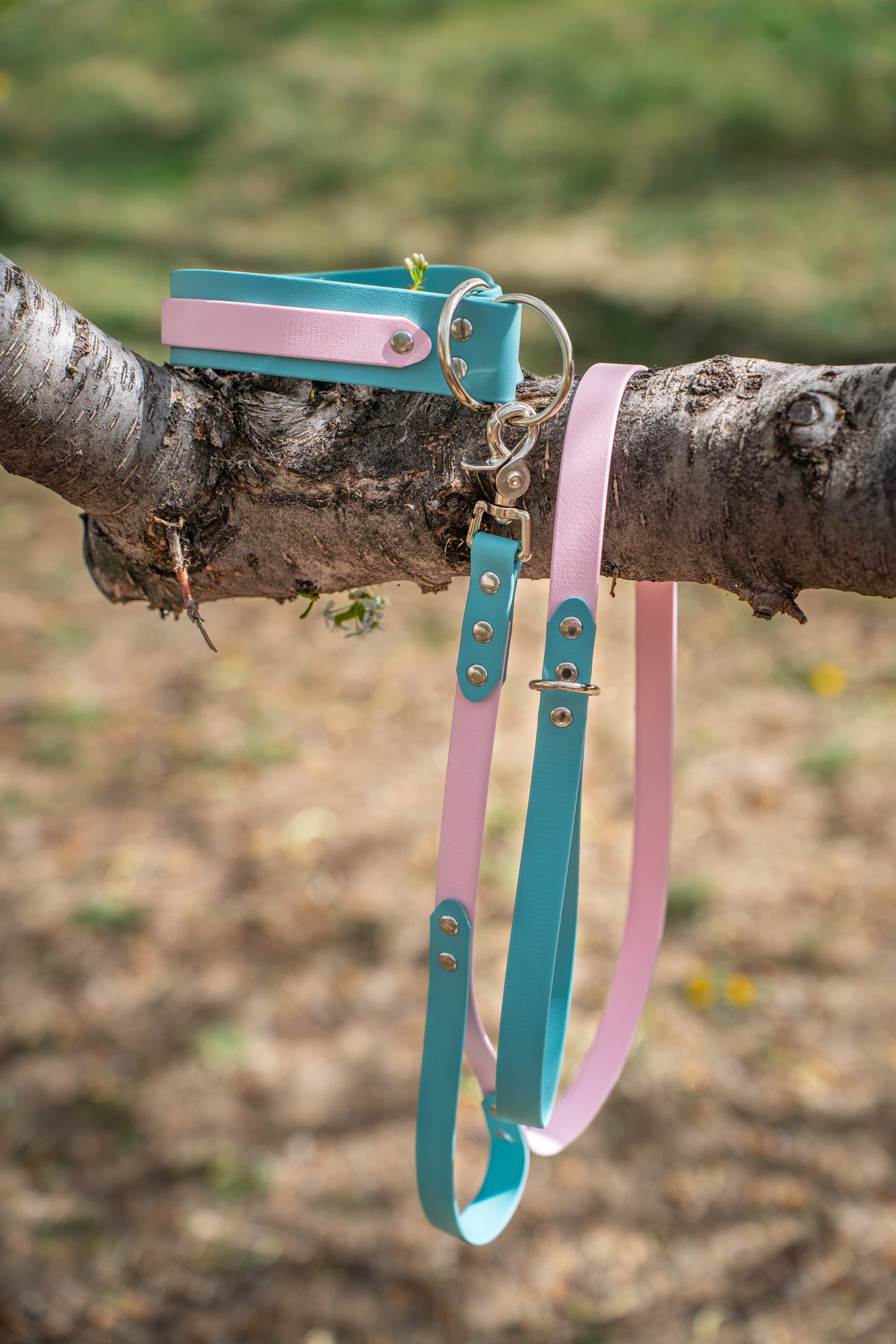 Collar and Leash Bundle