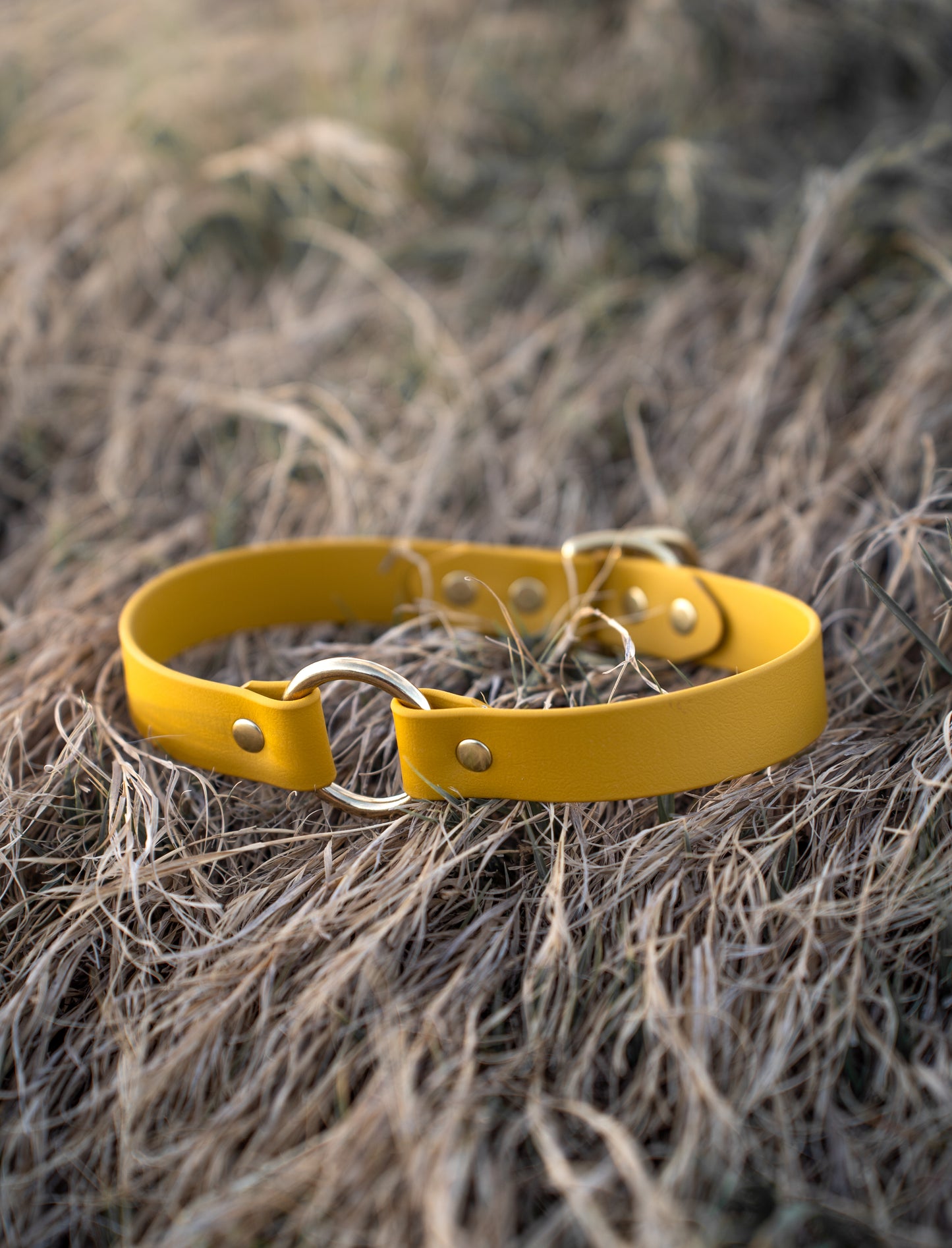 Quest Collar and Leash Bundle