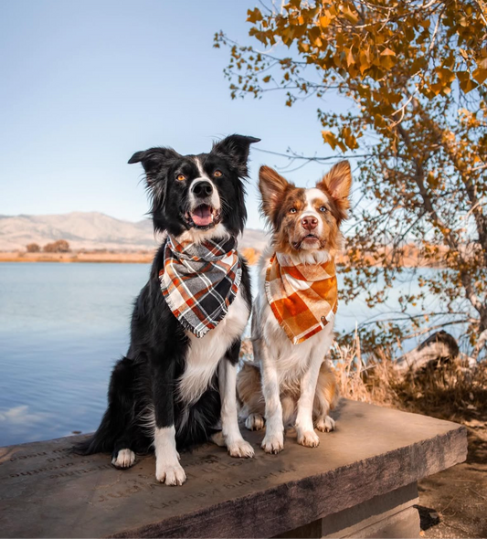 Pumpkin Spice Bandana