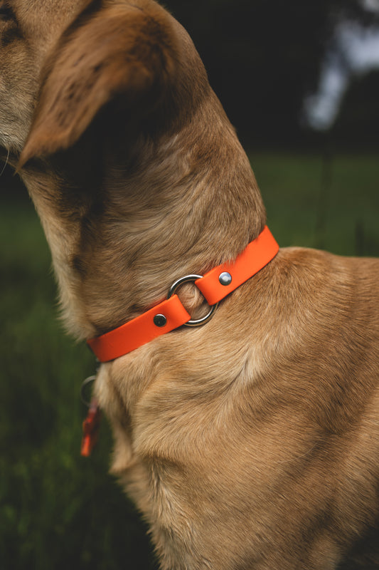 Quest Collar