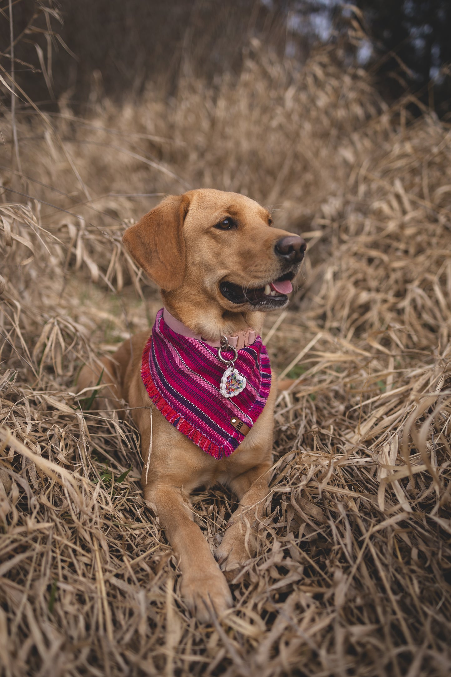 Cheshire Bandana