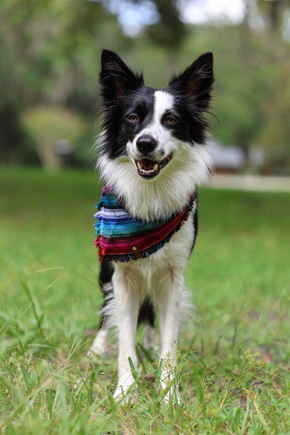 Tijuana Bandana
