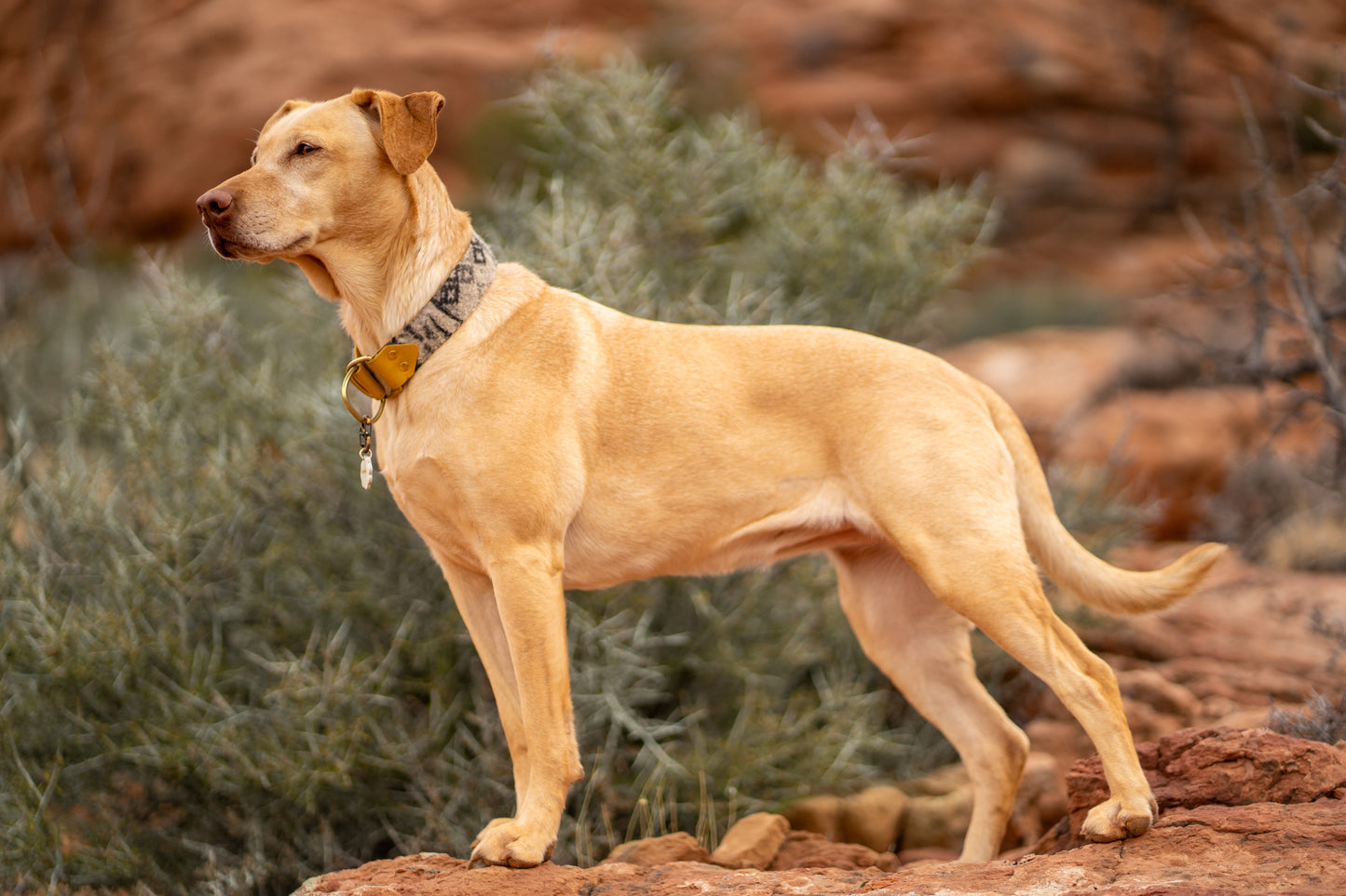 Wonderland Wool Collar
