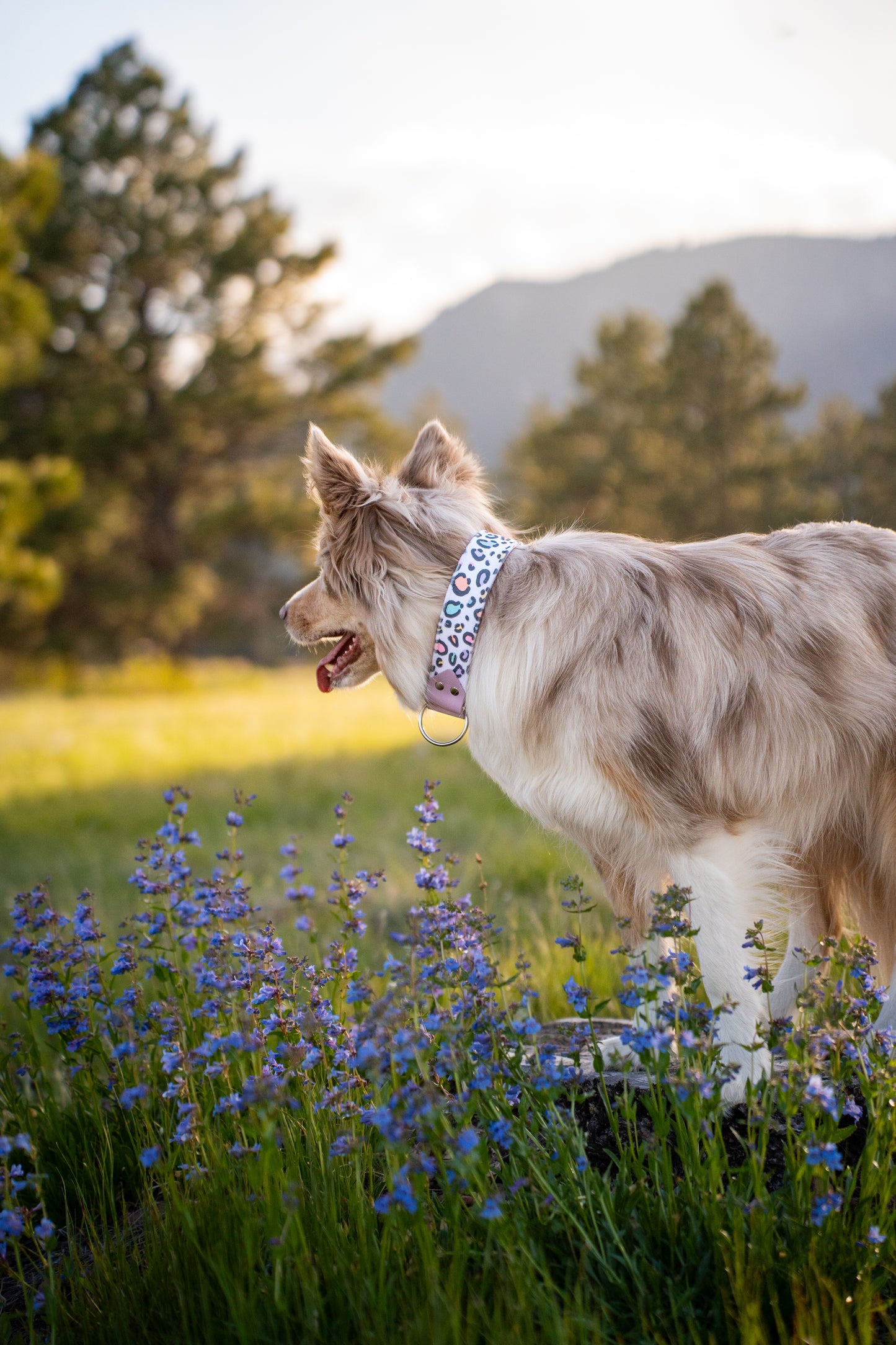 Pastel Panther Velvet Collar