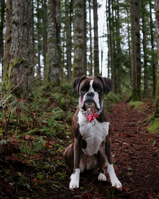 Rainbow Roar Velvet Collar