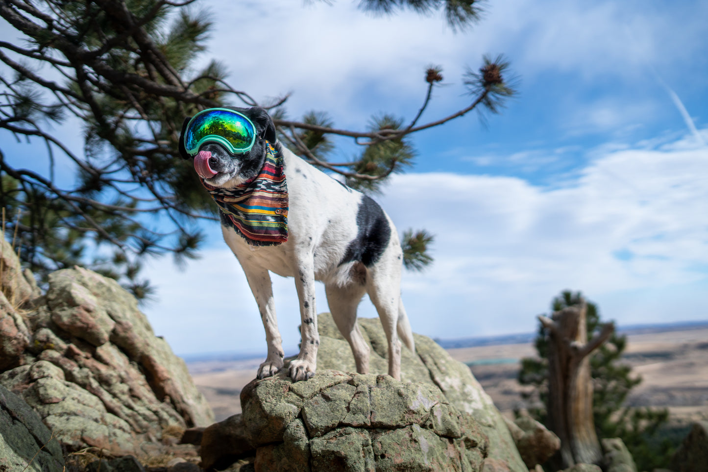 Yellowstone Bandana