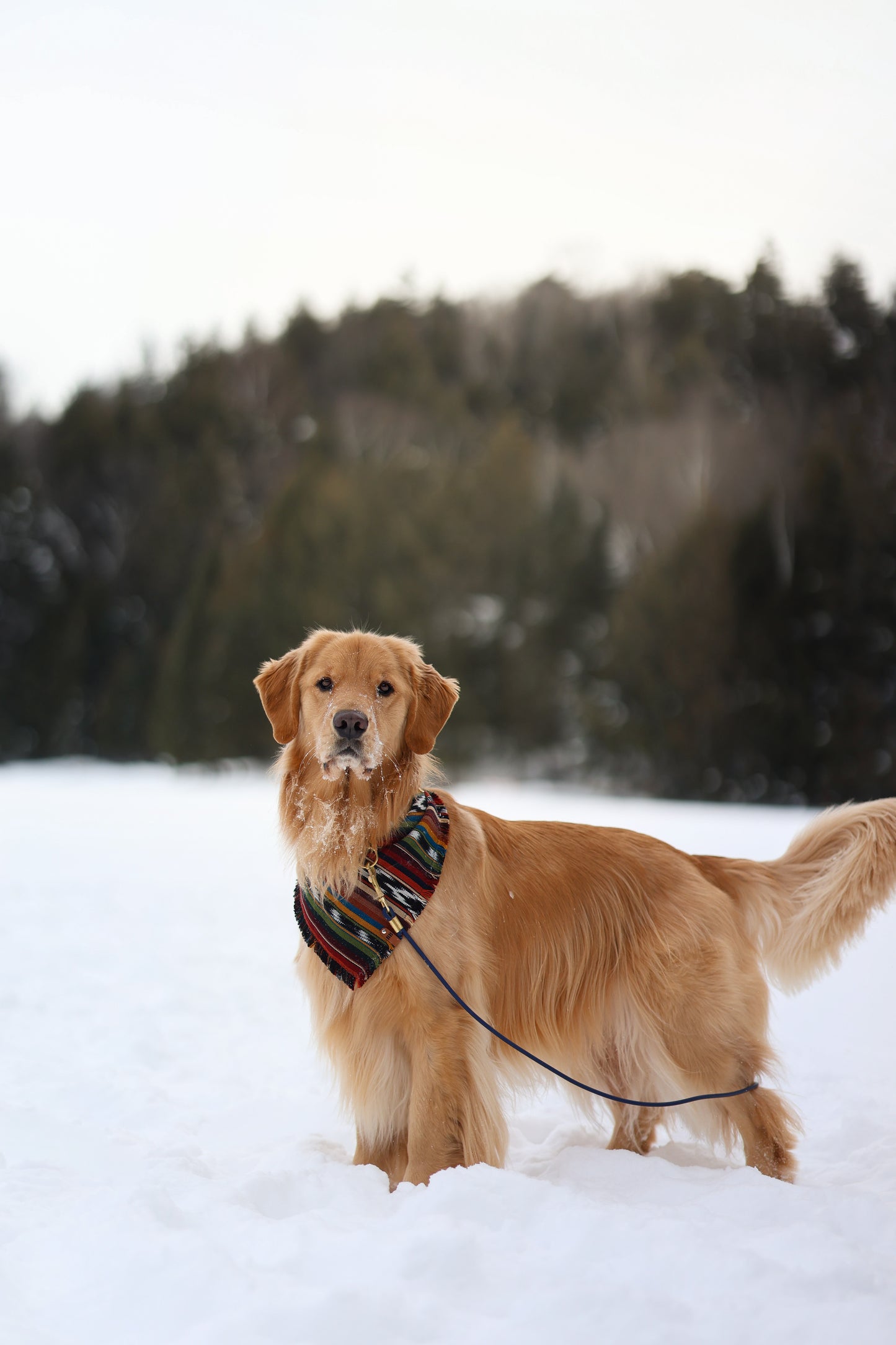 Yellowstone Bandana