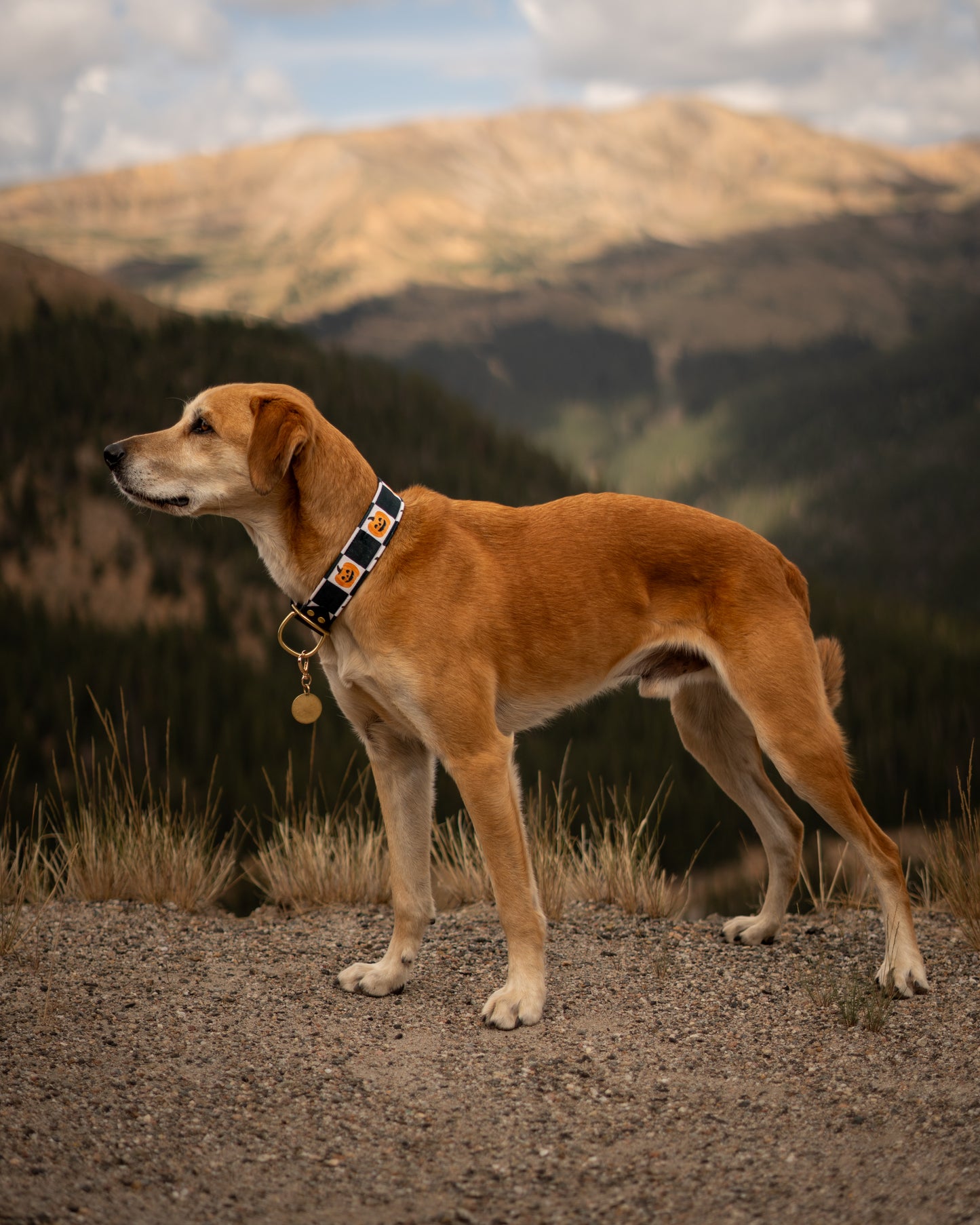 Goofy Gourds Velvet Collar