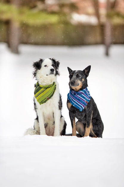 Saguaro Bandana