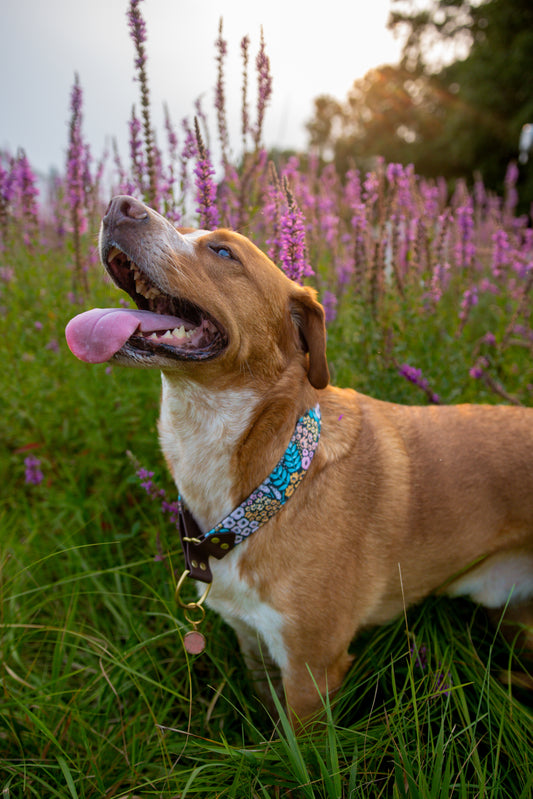 Wildflower Velvet Collar