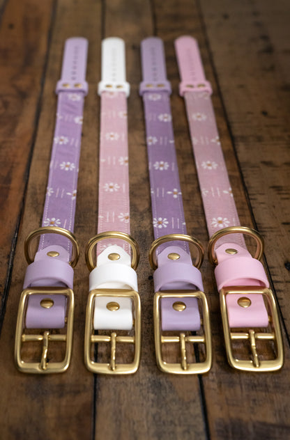 Forest Forage Daisies Collars