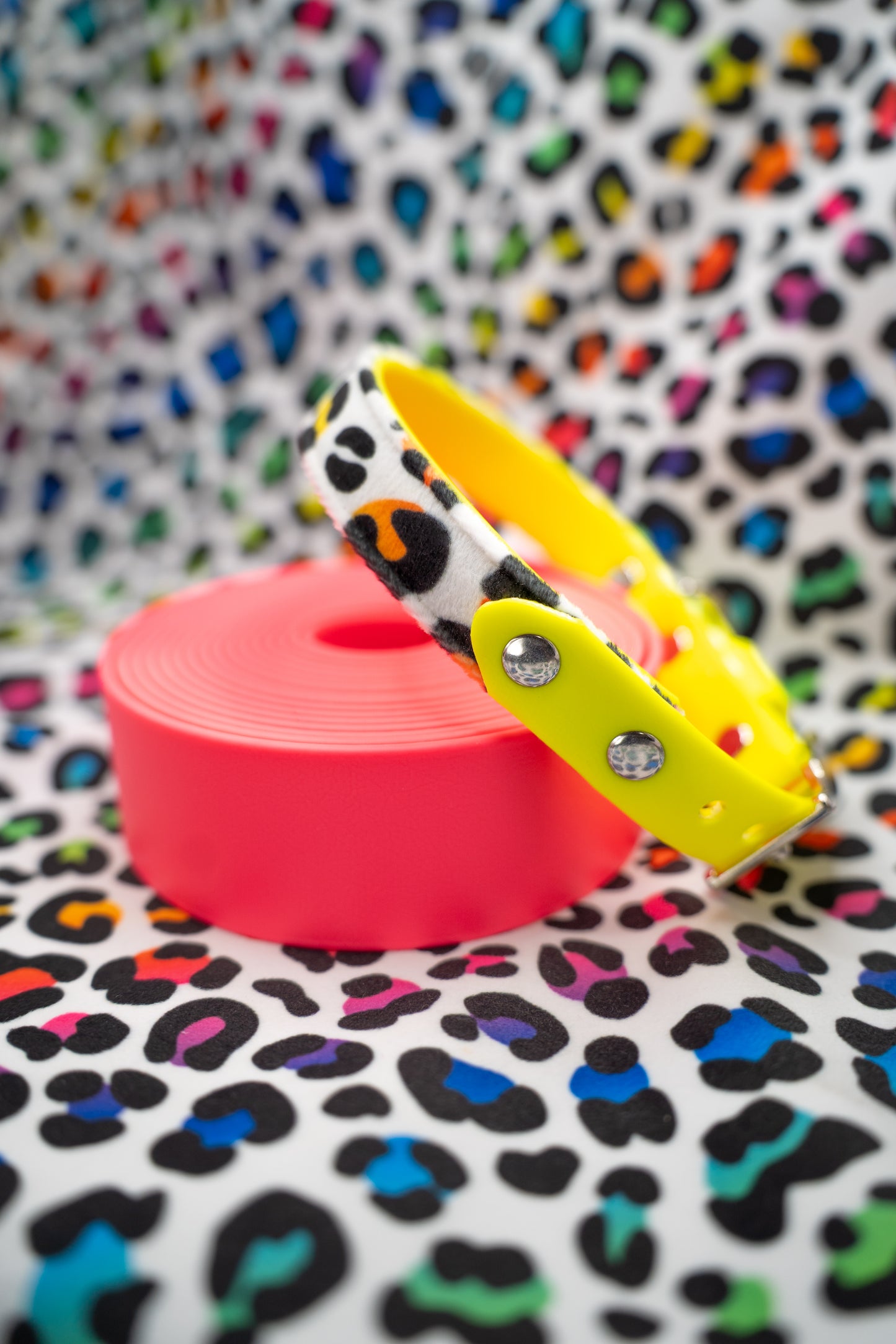 Rainbow Roar Velvet Collar