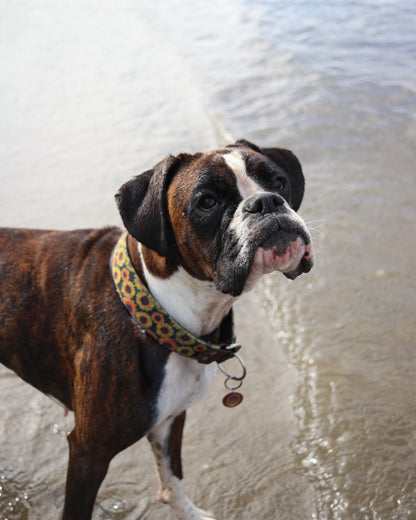 Sunflower Velvet Collar